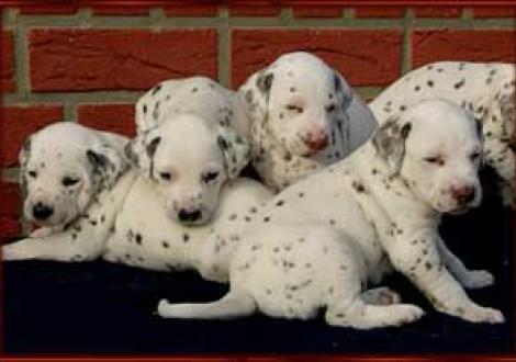 Montazaar, Moafez, Moranah, Maycoun