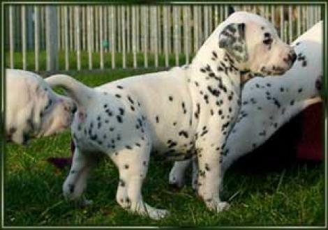 Der fängt aber früh an! (Montazaar & Hündin-sw)