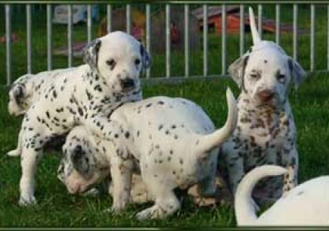 wir machen dich fertig! (Hd-sw & Marlow)