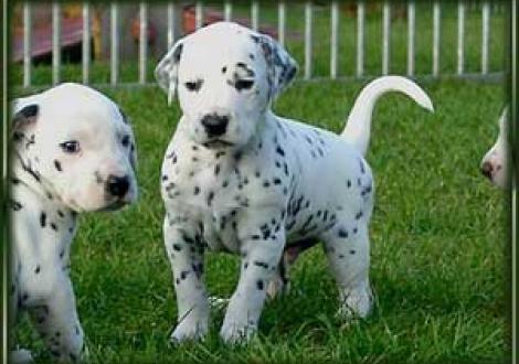 ...ich bin schon ein richtiger Kerl! (Maceem)