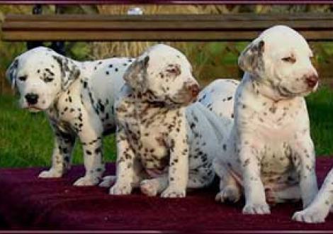 Maceem, Marlow & Maycoun