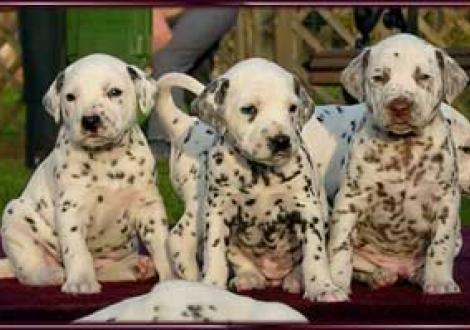 Moafez, Hündin-sw & Marlow