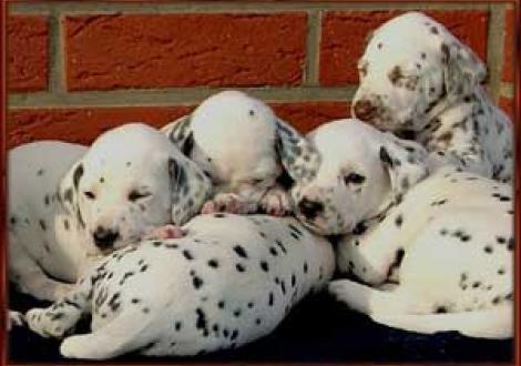 Montazaar, Moranah, Moafez & Marlow