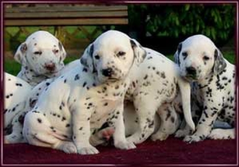 Moranah-Mahea, Moafez, Hd-sw