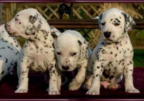 Moranah-Mahea, Moafez & Maceem