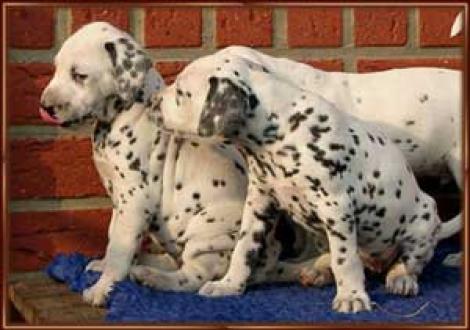 ...hey, was hast du da gefressen? (Majanah & Montana)