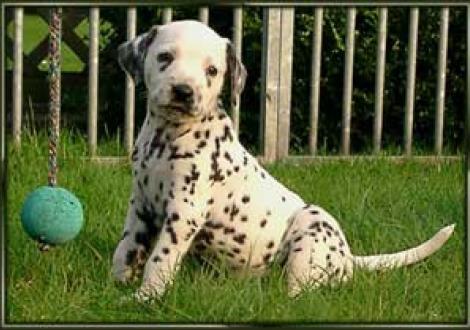 ...ich bin mindestens genauso hübsch!!! (Montana)