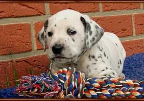 ganz alleine meins!!! (Montazaar)