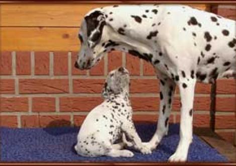 Cousine Heaven's Hope war auch zu Besuch (Majanah)