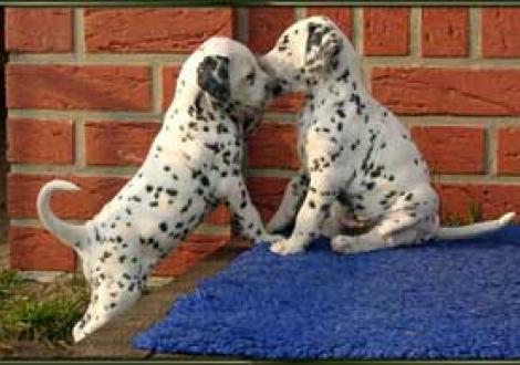 Komm, spiel mit mir! (Montana mit Maceem)