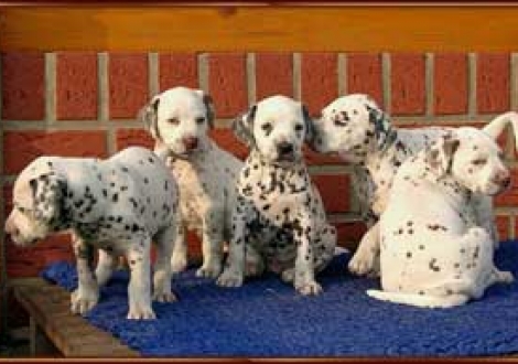 Majanah, Maycoun, Montana, Maceem, Moranah