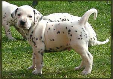 ...menno, immer diese Fotos! (Moafez)