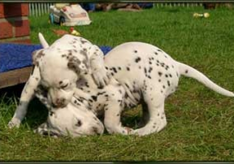 Zickenkrieg! (Moranah-Mahea & Majanah)