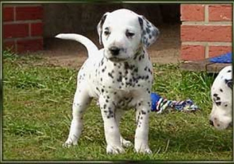 ...ich stell mich schon mal in Pose! (Majanah)