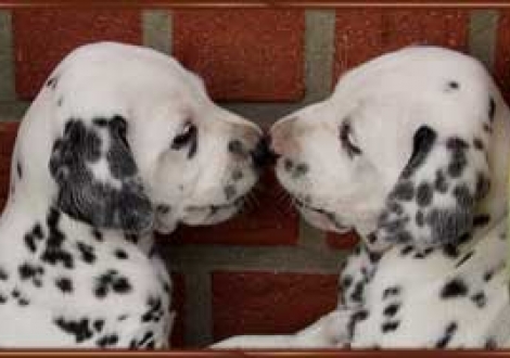 ...ich hab dich lieb! (Montana & Majanah)