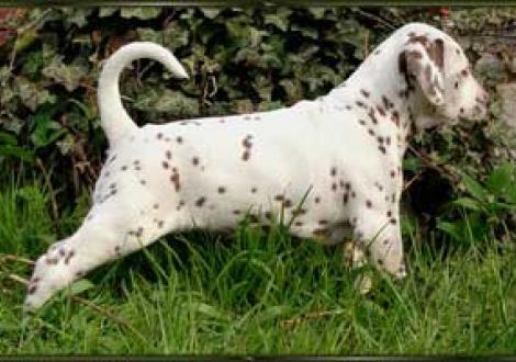 Meela's Moranah-Mahea