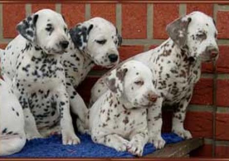 Majanah, Maceem, Moranah & Marlow