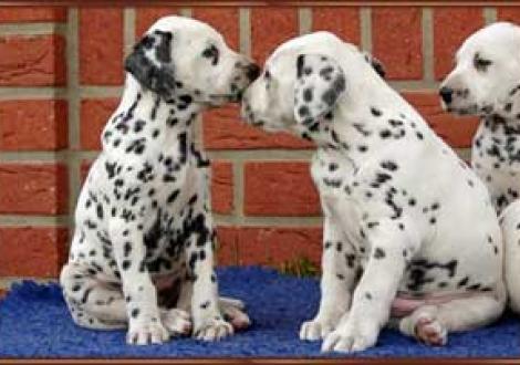 Küsschen! (Montana & Moafez)