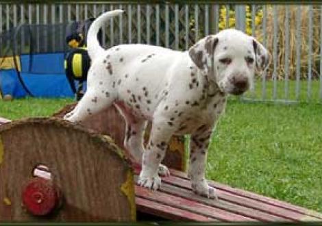 die Wippe ist echt genial! (Moranah)