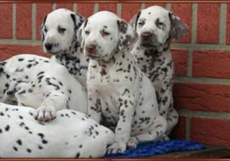 Majanah, Moranah & Marlow