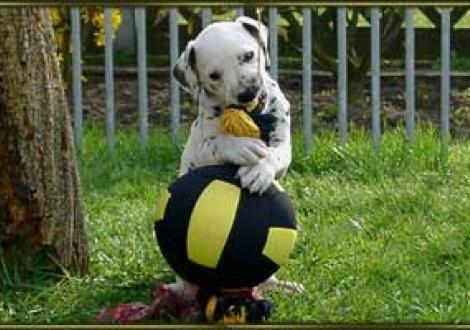 Meeeeiiiiiner!!! (Moafez)