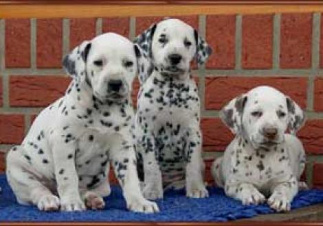 Moafez, Majanah & Moranah