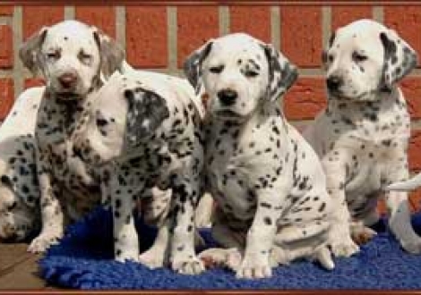 Marlow, Montana, Maceem & Montazaar