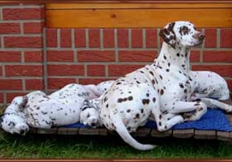 Uttika wacht stolz über die schlafende Horde!