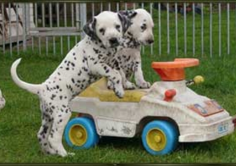 Menno, ich hab noch keinen Führerschein!