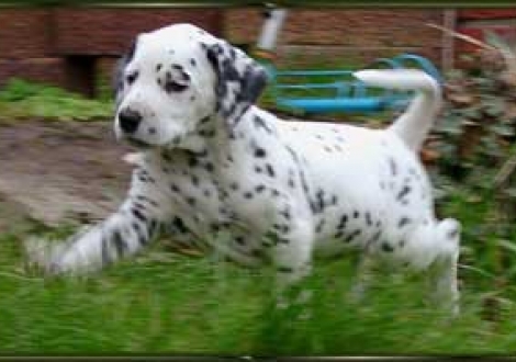 Im Stechschritt Marsch!!! (Maceem)