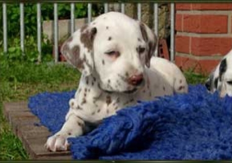 Wer ist die Schönste im ganzen Land? (Moranah)