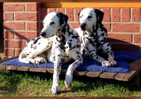 ...und wir passen gut auf die Stinker auf! (Oma Alissia (9 1/2 J.) & Uroma Ondra (13 J.)