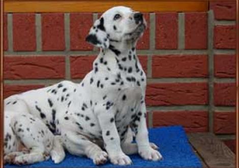 ...ich hab' doch so'n Hunger! (Moafez)