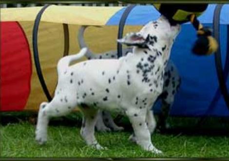 ...ich hab dich! (Montazaar)