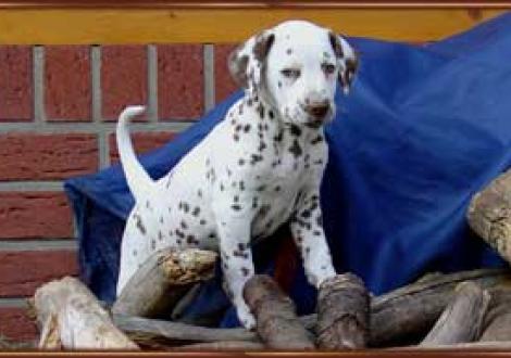 Bergsteiger! (Moranah-Mahea)