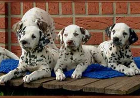 unsere drei Schönheiten! (Majanah, Moranah-Mahea & Montana)