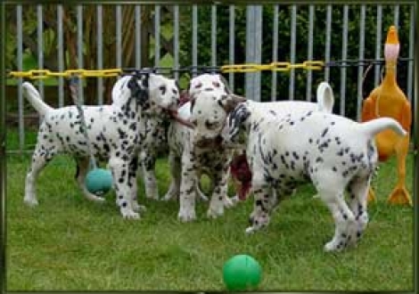 ...das macht richtig Gaudi!!!