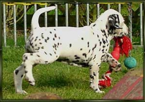 ...hab was abgeschleppt! (Majanah)