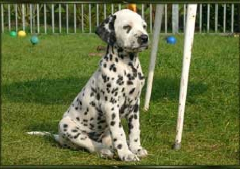 ich nehm erst mal ein Sonnenbad! (Montana)