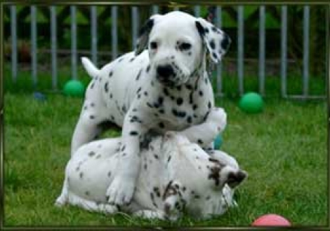 dir werd ich's zeigen! (Moafez & Moranah)