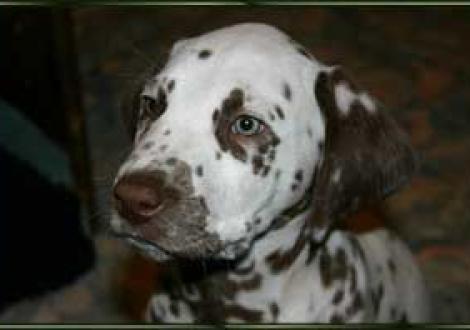 ...was für ein Blick!!! (Marlow)