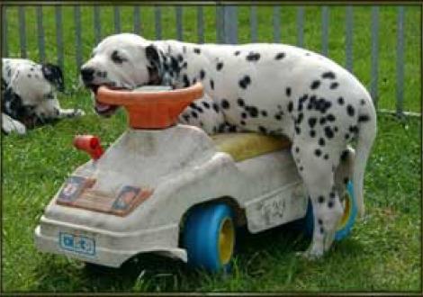 Mit der Schnute kann ich auch lenken! (Majanah)