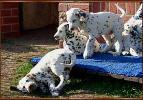 ...ups!!! (Marlow, Majanah & Maycoun)