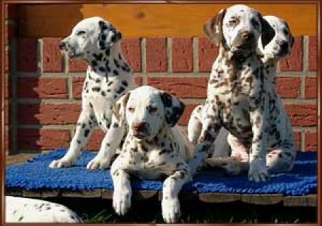 Moafez, Moranah-Mahea & Marlow