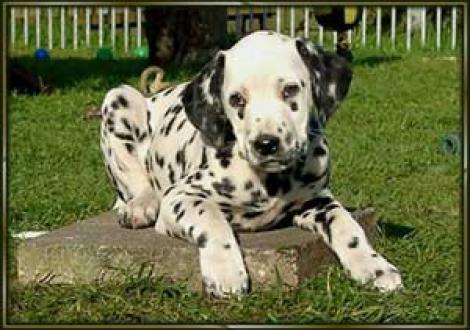 ...will keiner mit mir spielen? (Montana)