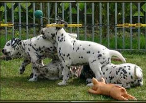 zwei sind schon K.O.! (Maceem & Moafez)