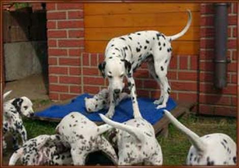 ...Mama Jameela gegen den Rest der Welt!