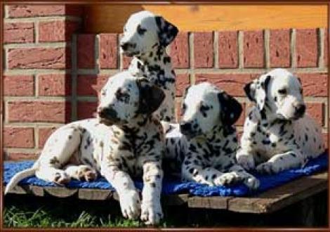 Marlow, Majanah, Montana & Moafez