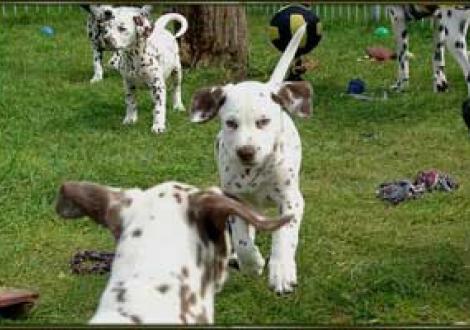 ...Brownys im Abflug! (von hinten: Moranah, Maycoun & Marlow)