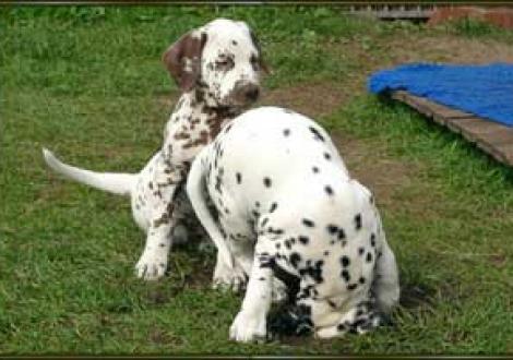 ich glaub sie denkt, sie wäre Vogel Strauß! (Marlow & Majanah)